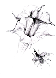 Datura and Beetle