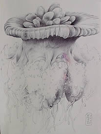 Jellyfish Drawing - Pen and Ink - Matted and Framed $350.00