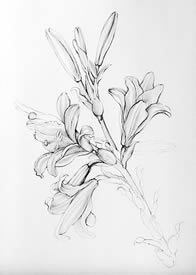 Leonardos Lillies - Drawings Pen and Ink on Paper