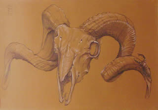 Ram and Beetle Drawing Matted & framed pencil & white chalk on Italian paper