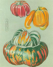 Squash and Peppers