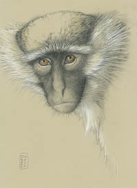 Vervet Monkey